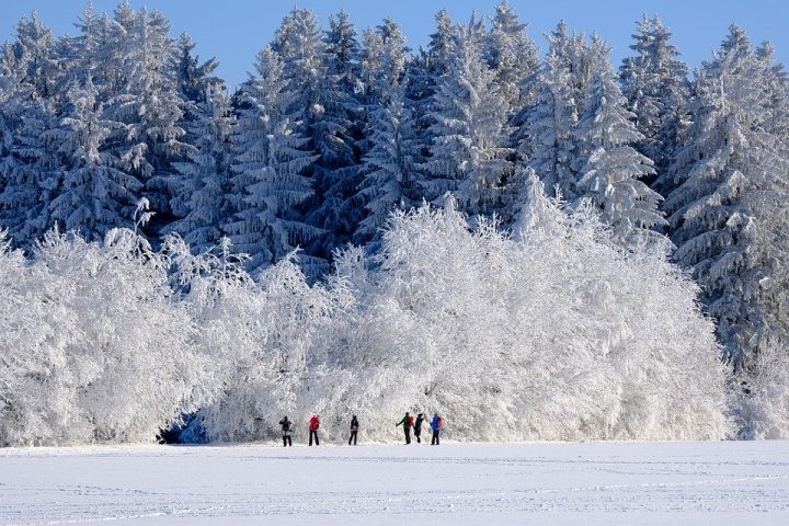 Winter scene, snow forest