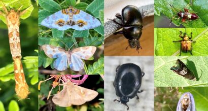 Erilaisia perhosia ja muita hyönteisiä kuvakollaasi.